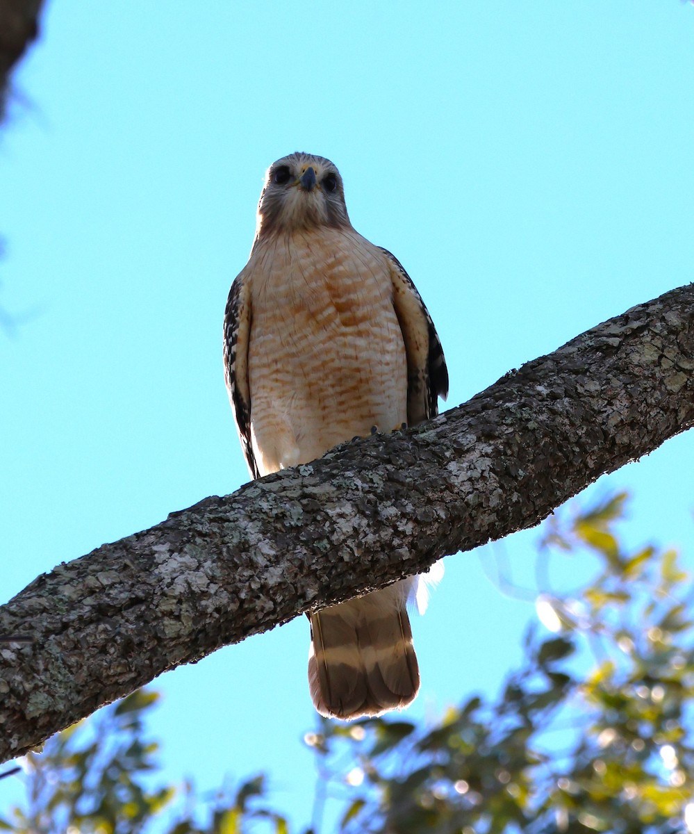 Red-shouldered Hawk - ML628767597