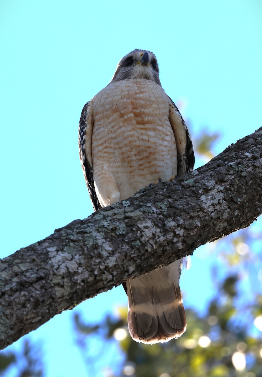 Red-shouldered Hawk - ML628767598