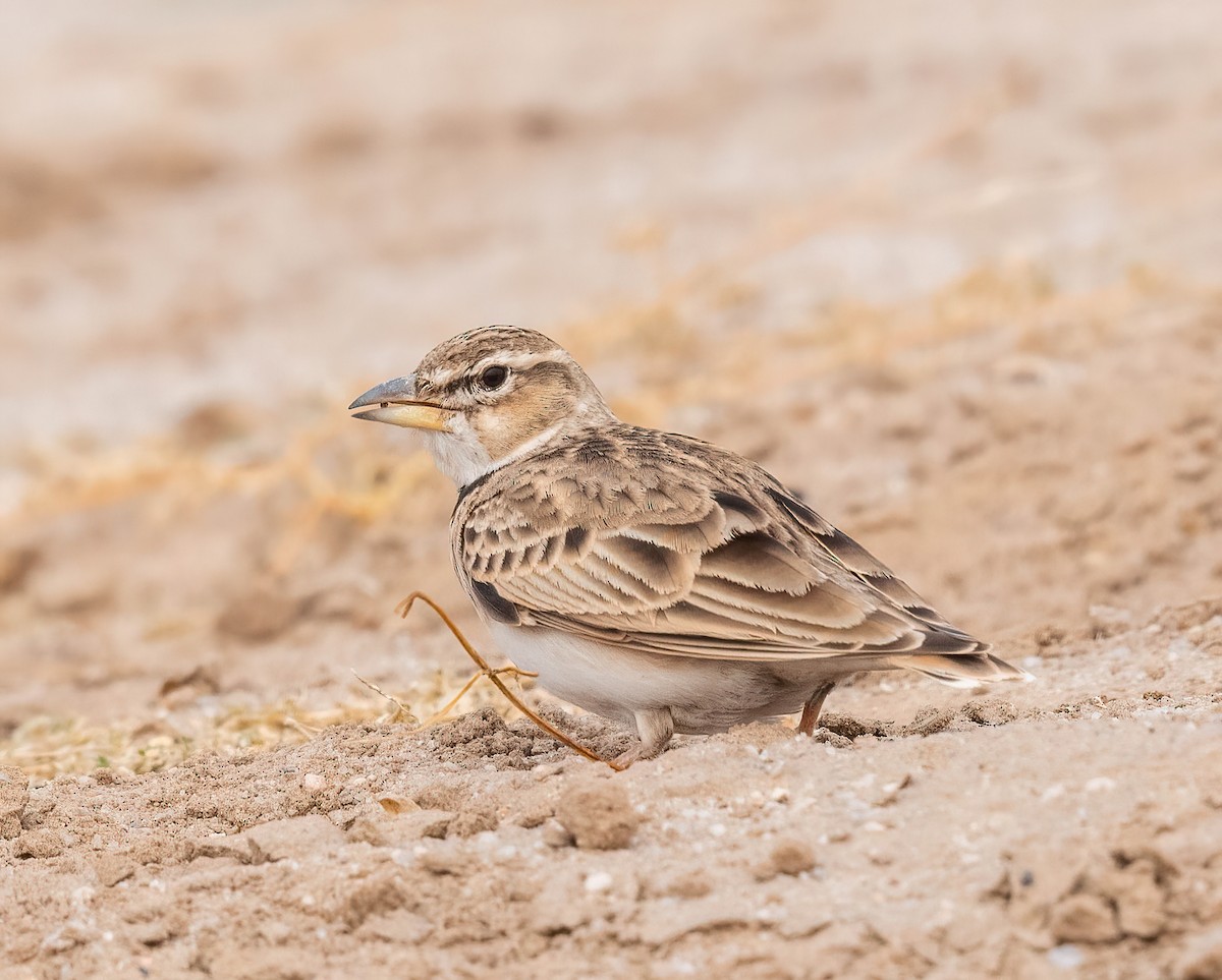 Bimaculated Lark - ML628767610