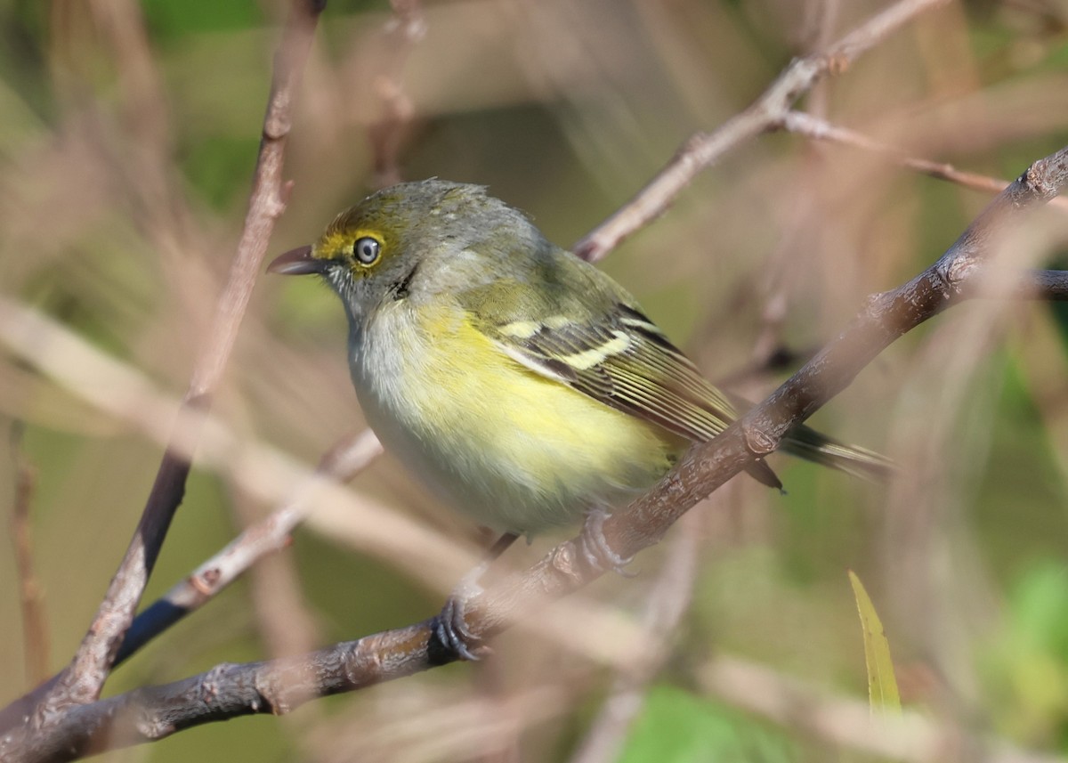 White-eyed Vireo - ML628767631