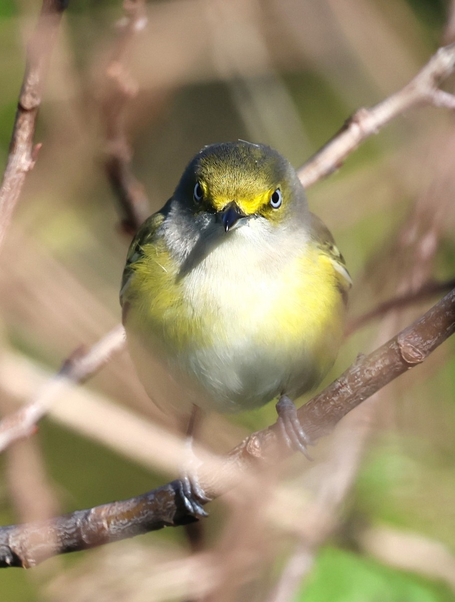 White-eyed Vireo - ML628767656