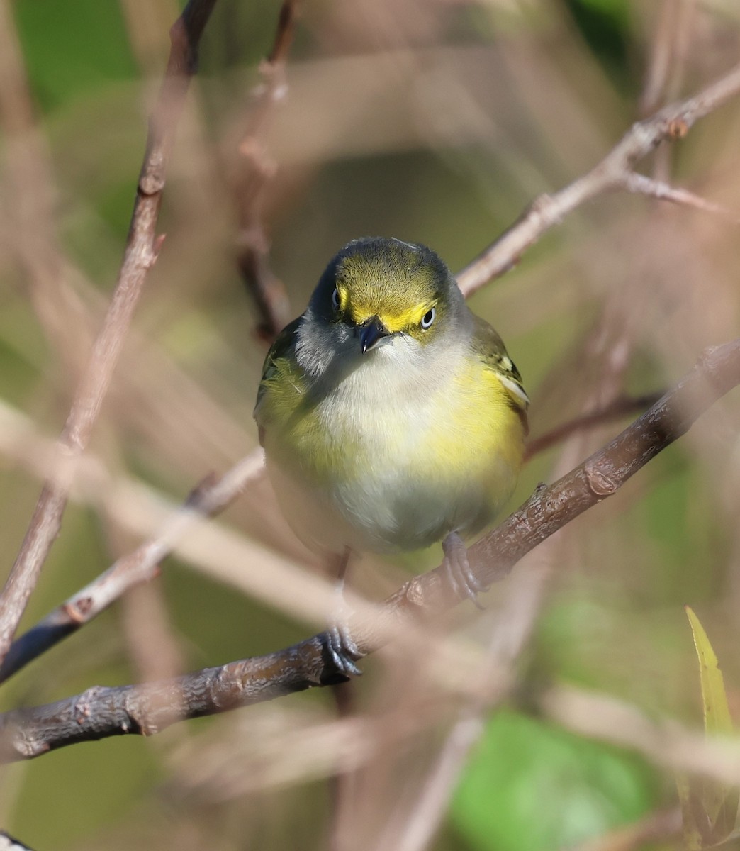 White-eyed Vireo - ML628767657