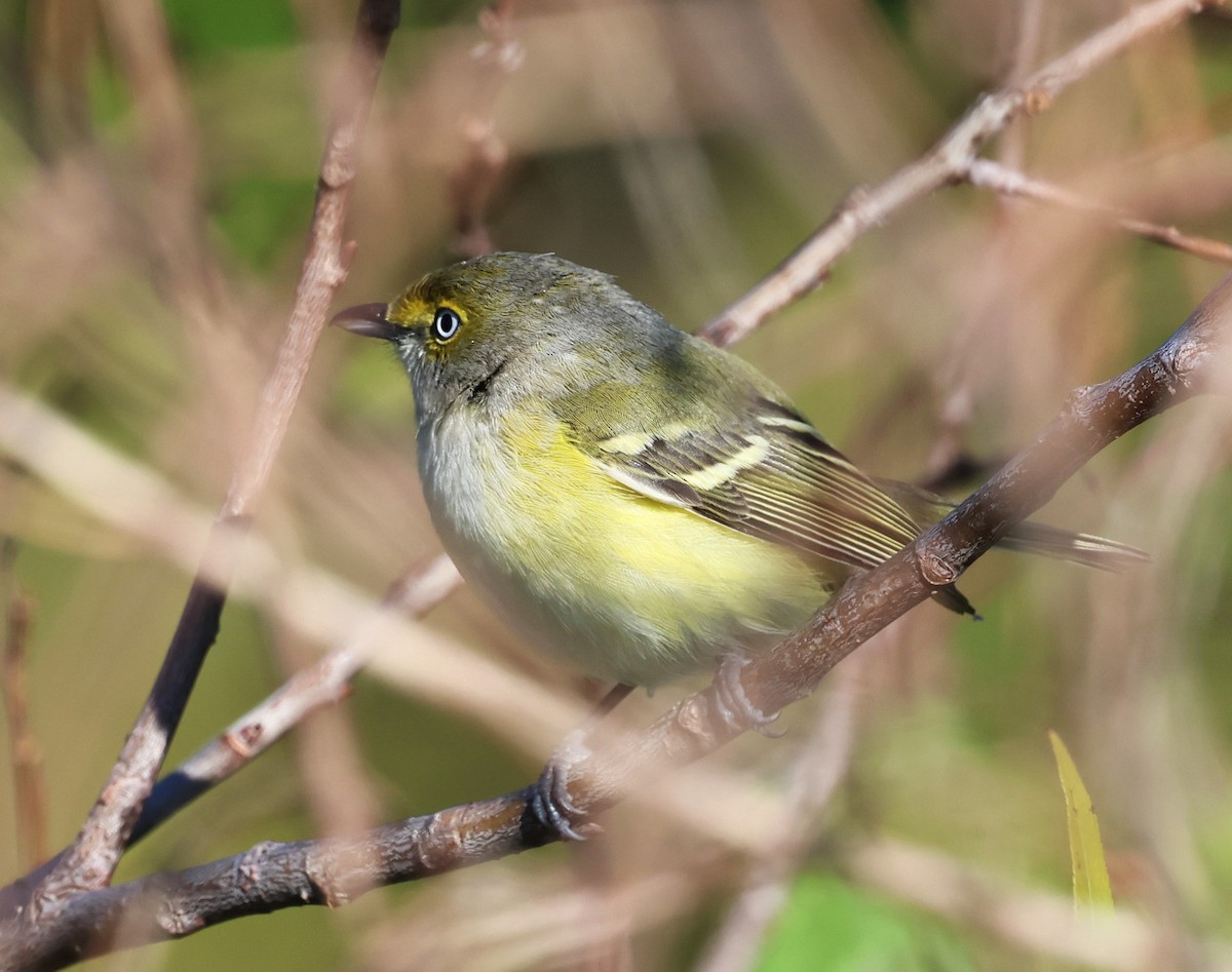 White-eyed Vireo - ML628767658