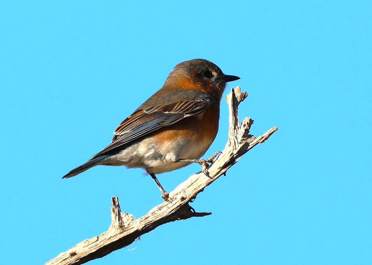 Eastern Bluebird - ML628767684