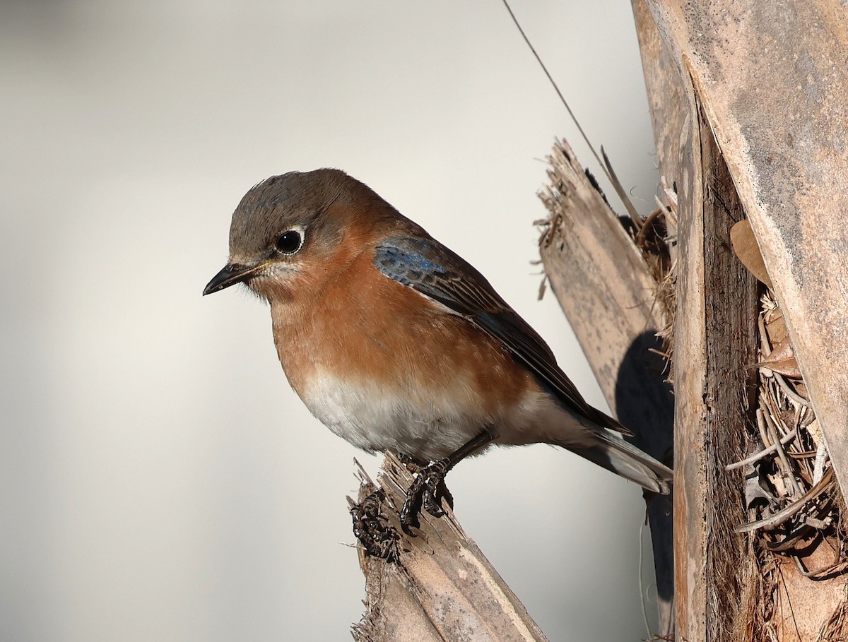 Eastern Bluebird - ML628767685