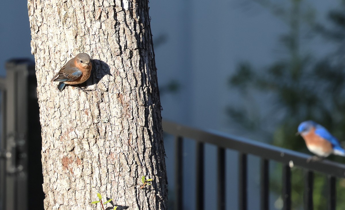 Eastern Bluebird - ML628767686