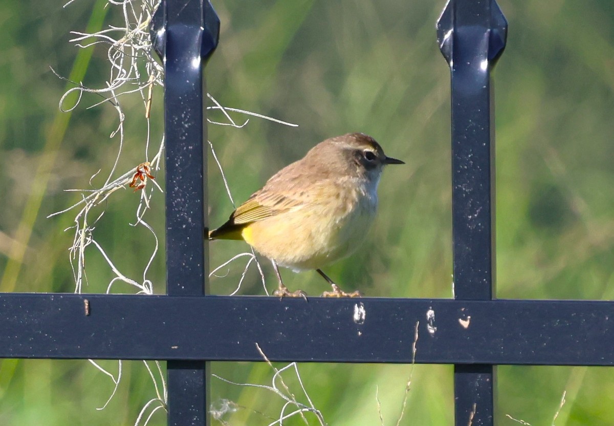 Palm Warbler - ML628767689