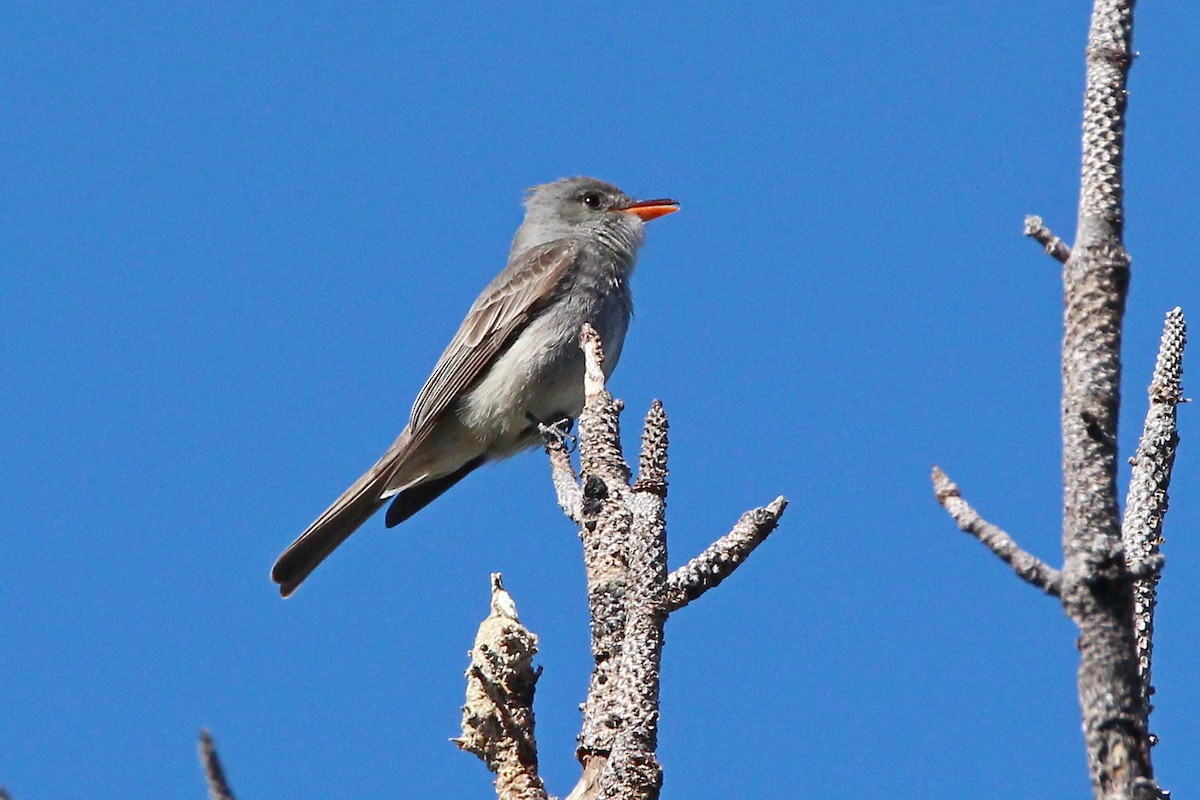 Greater Pewee - ML628768012