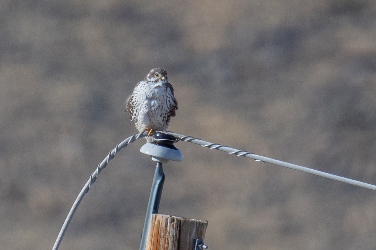 Prairie Falcon - ML628768034