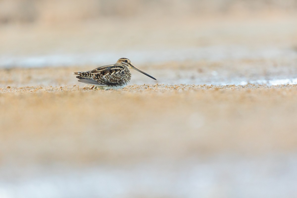 Common Snipe - ML628768642