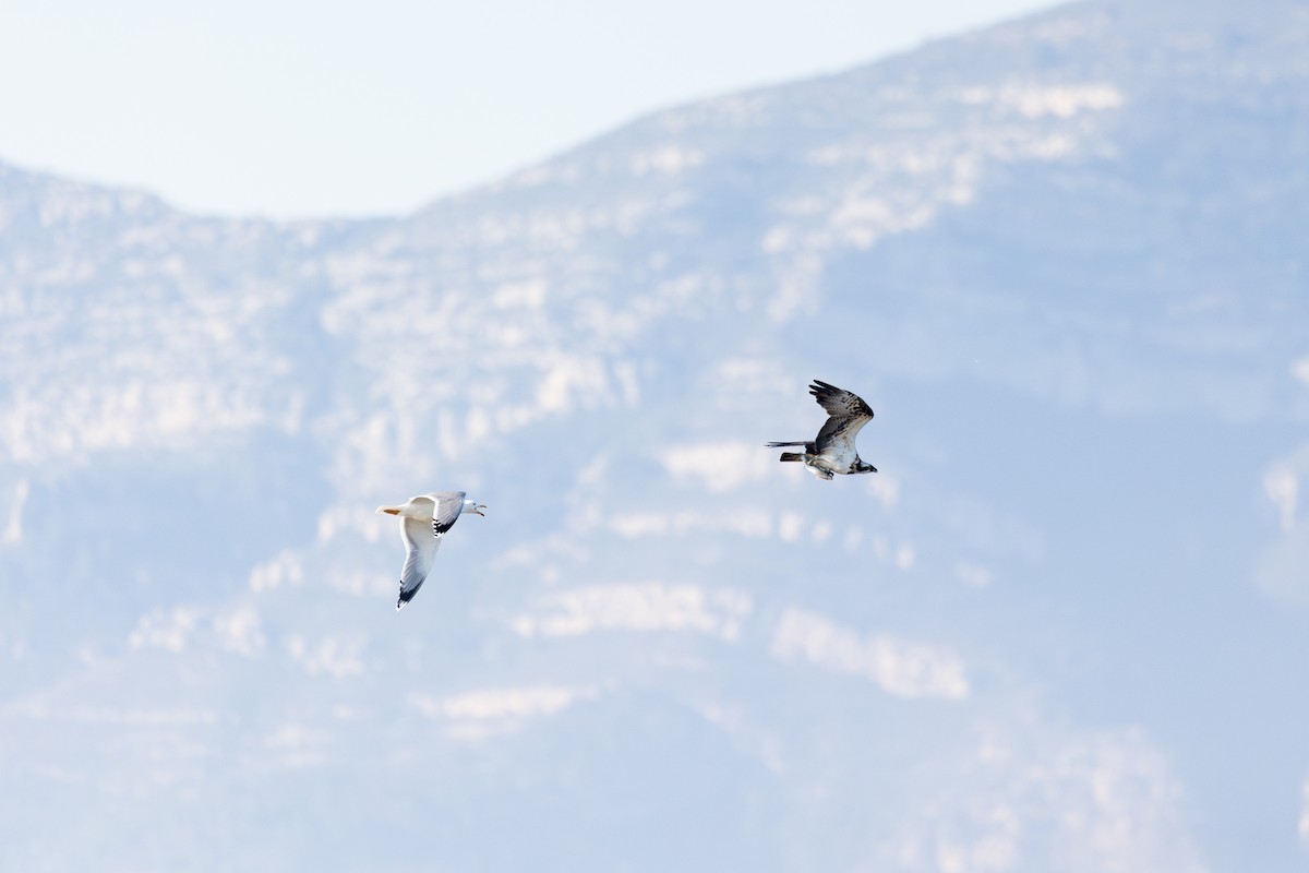 Osprey - ML628768662