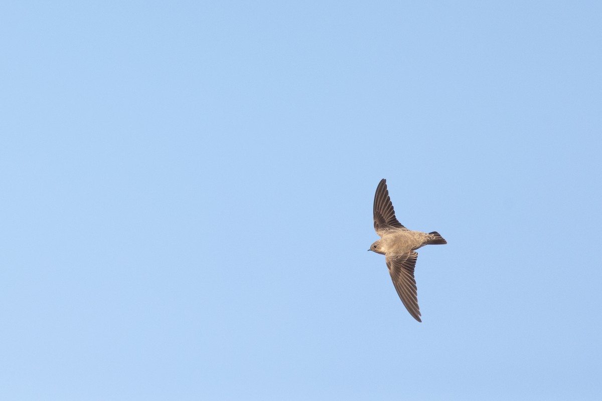 Eurasian Crag-Martin - ML628768672