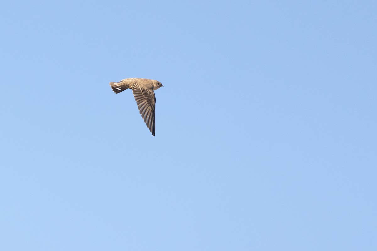 Eurasian Crag-Martin - ML628768673