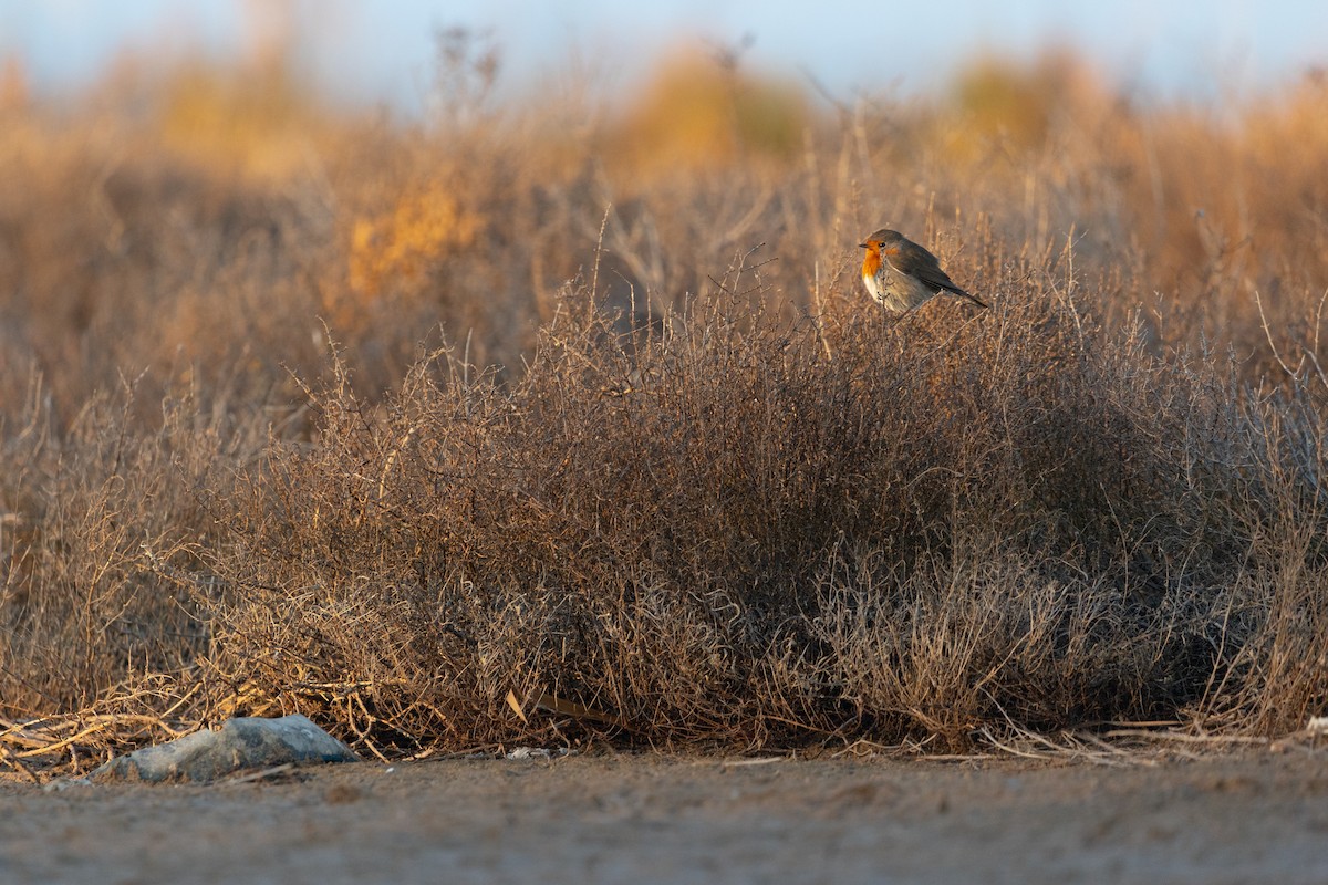European Robin - ML628768682