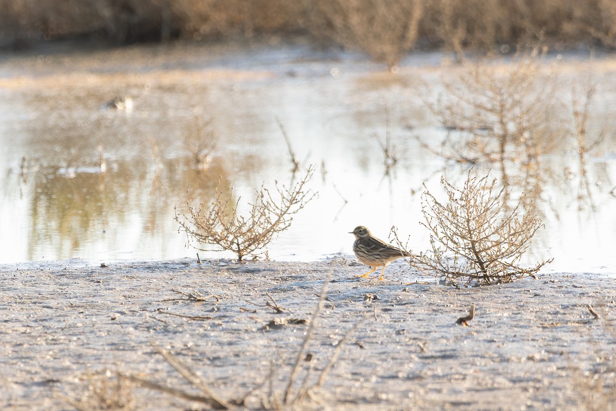 Meadow Pipit - ML628768688