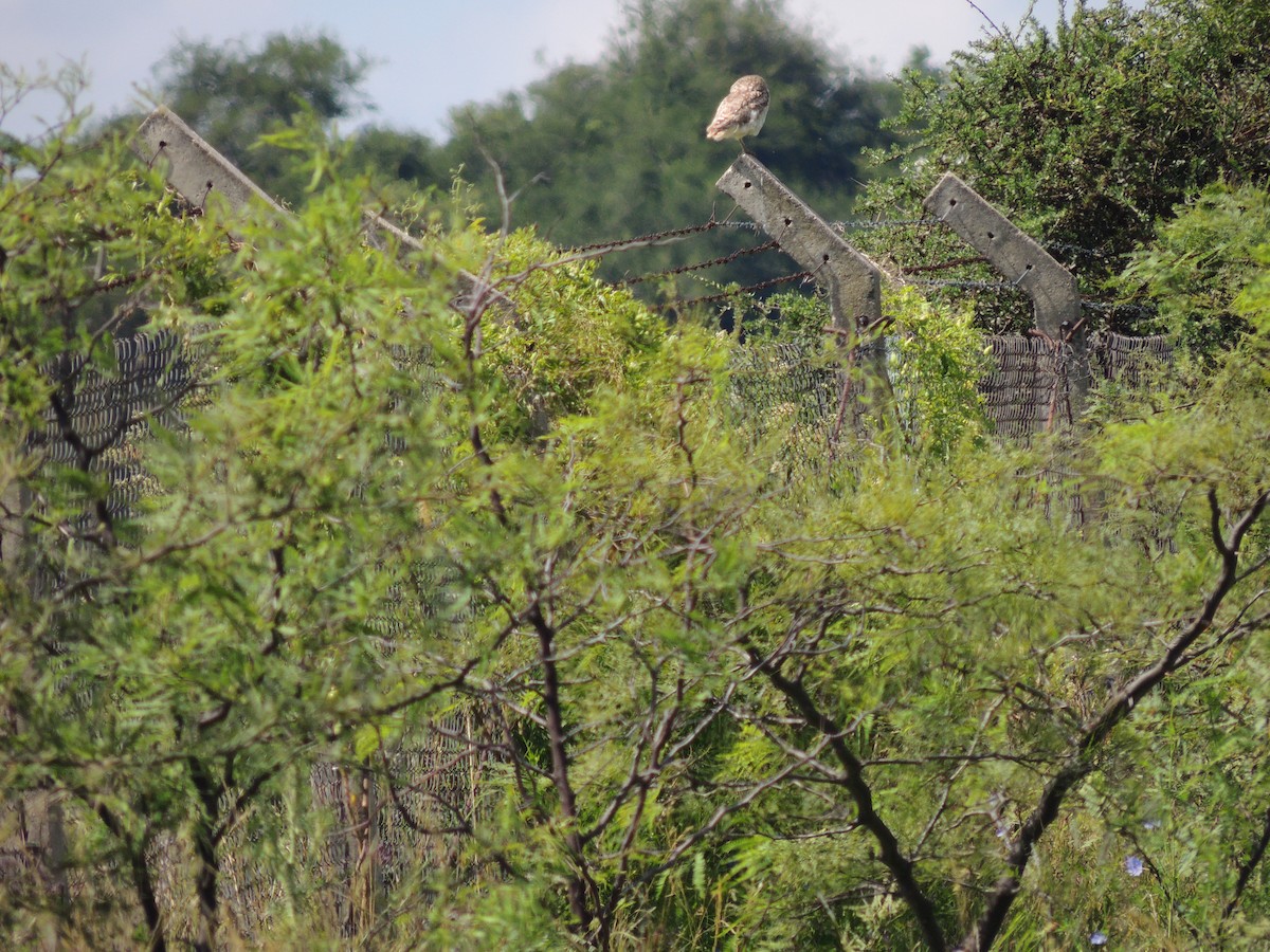 Burrowing Owl - ML628768712