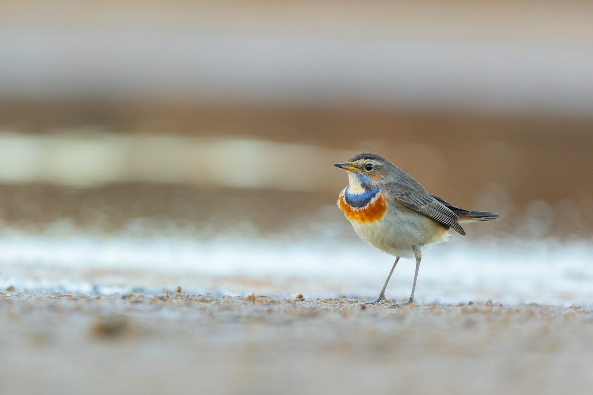 Bluethroat - ML628768723