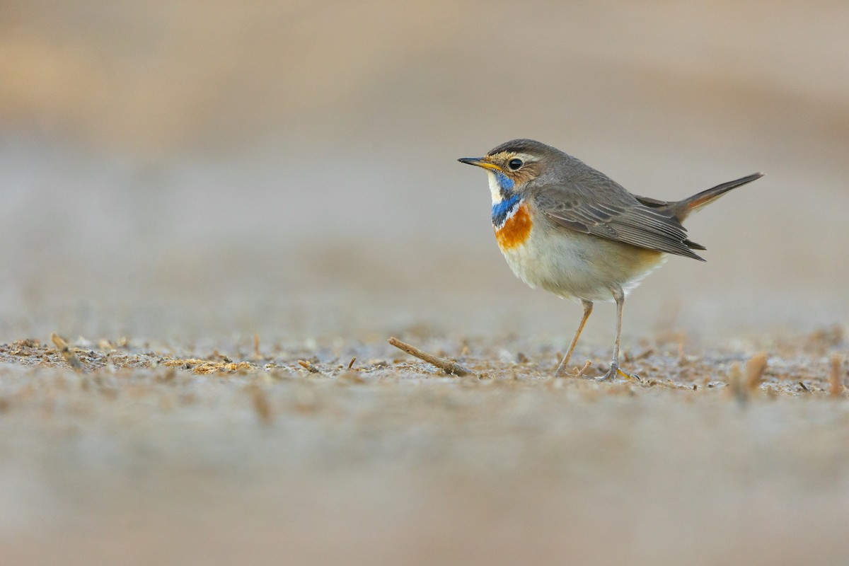Bluethroat - ML628768724