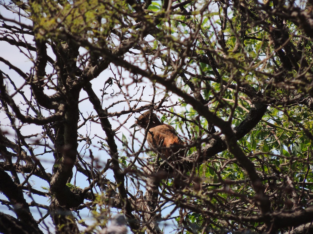 Brown Cacholote - ML628768730