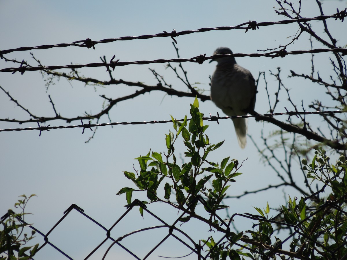 Picui Ground Dove - ML628768740