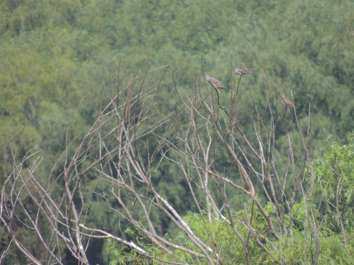 Eared Dove - ML628768752