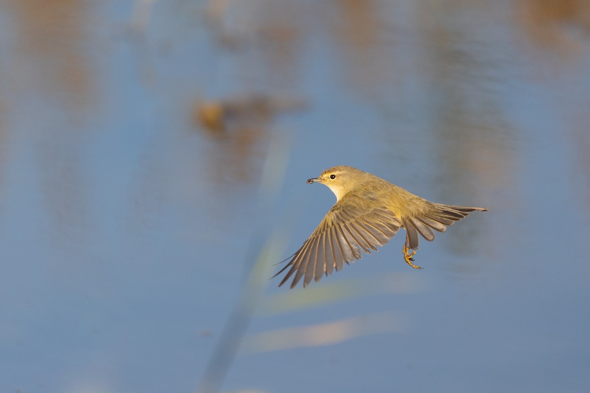 Common Chiffchaff - ML628768756