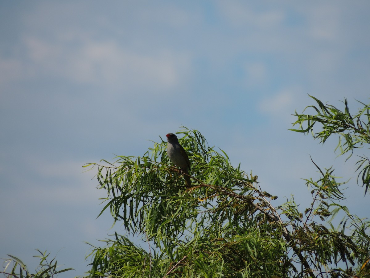 Great Pampa-Finch - ML628768764