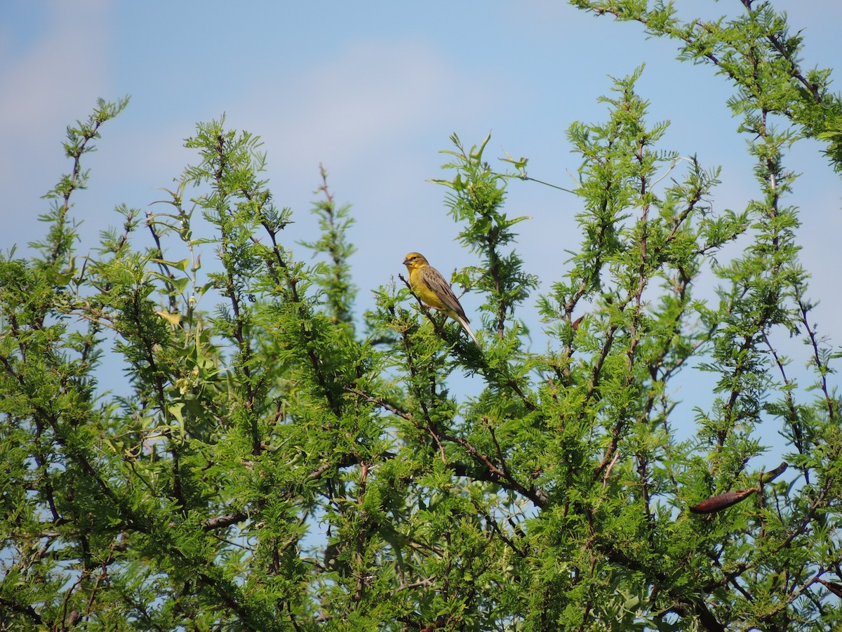 Grassland Yellow-Finch - ML628768778