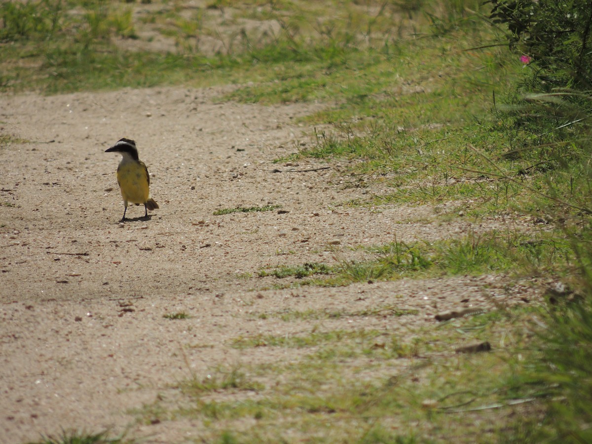 Great Kiskadee - ML628768795