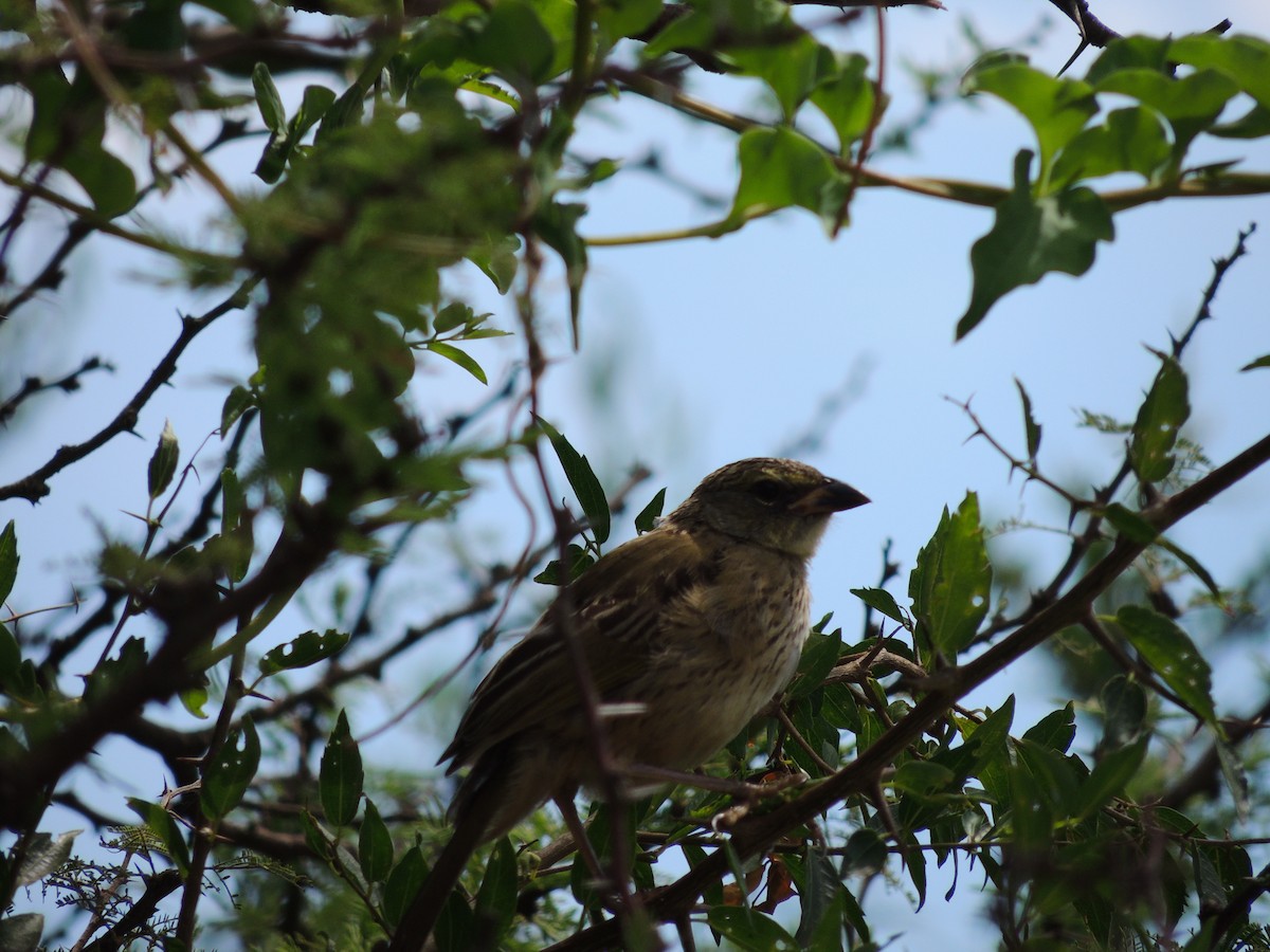 Great Pampa-Finch - ML628768819