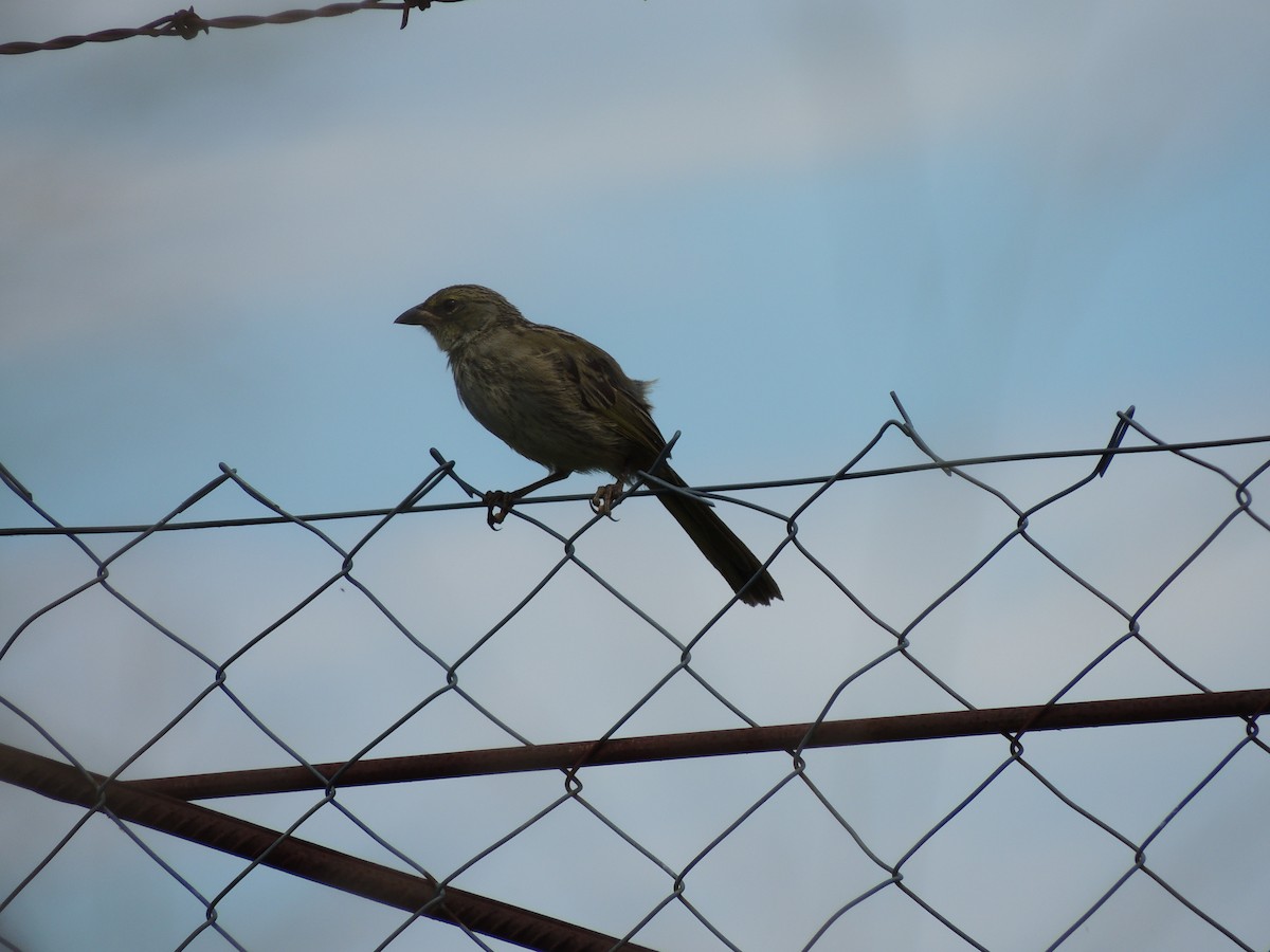 Great Pampa-Finch - ML628768820