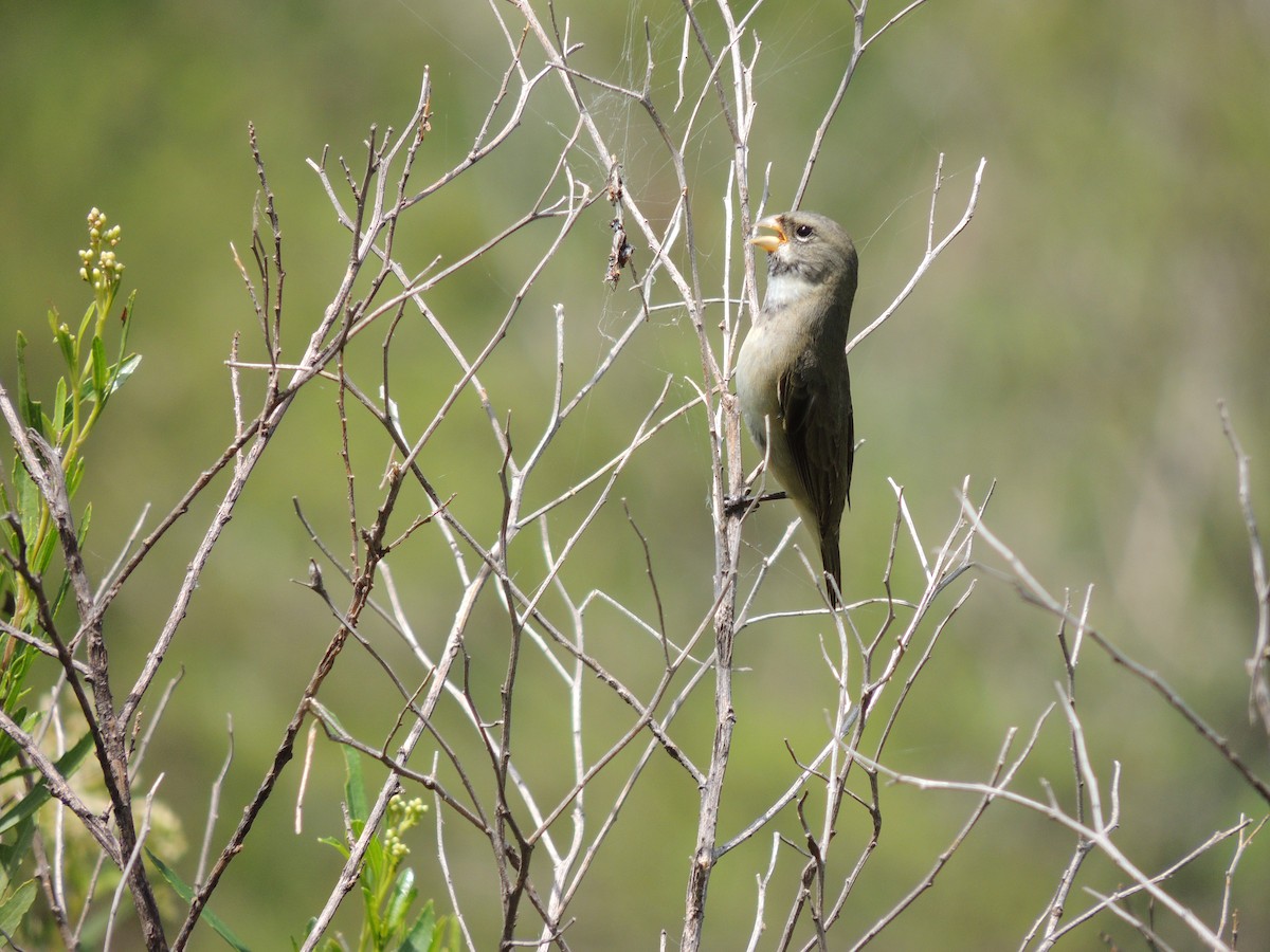 Double-collared Seedeater - ML628768840