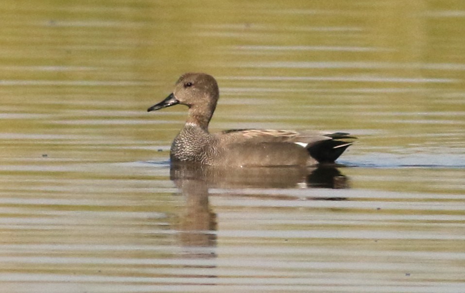 Ánade Friso (strepera) - ML628768841
