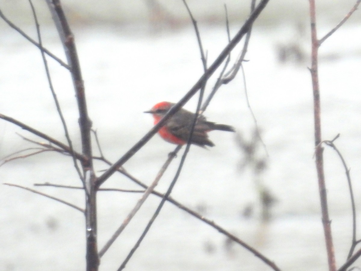 Vermilion Flycatcher (Austral) - ML628768856