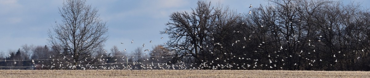 Snow Bunting - ML628768911