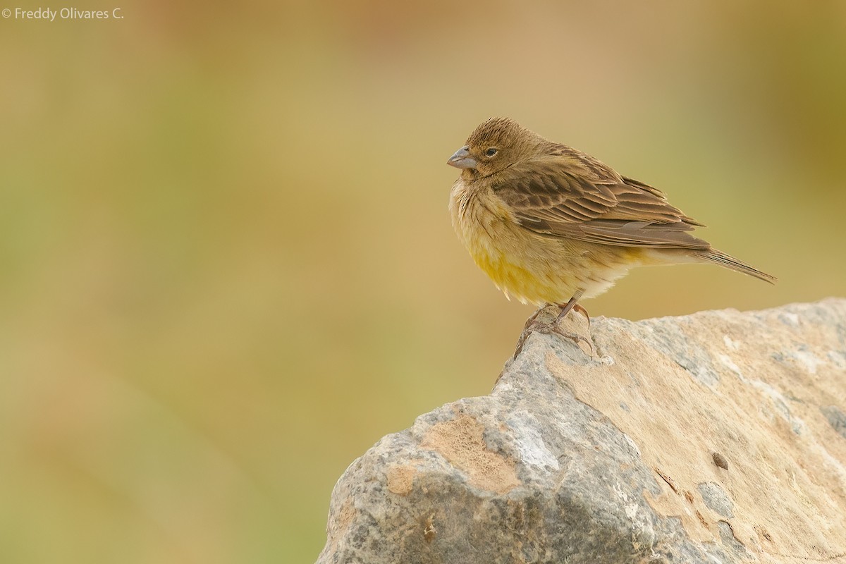 Grassland Yellow-Finch - ML628769031