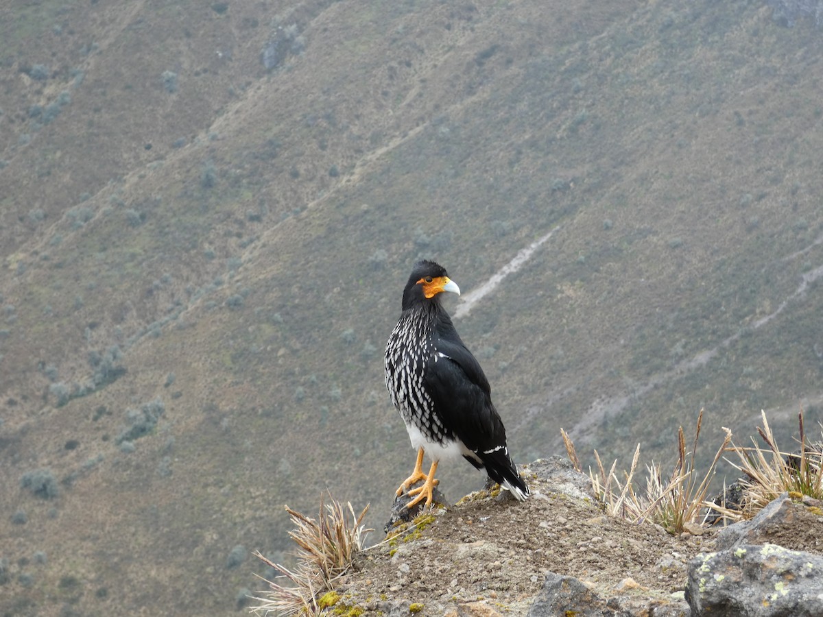 Carunculated Caracara - ML628769264