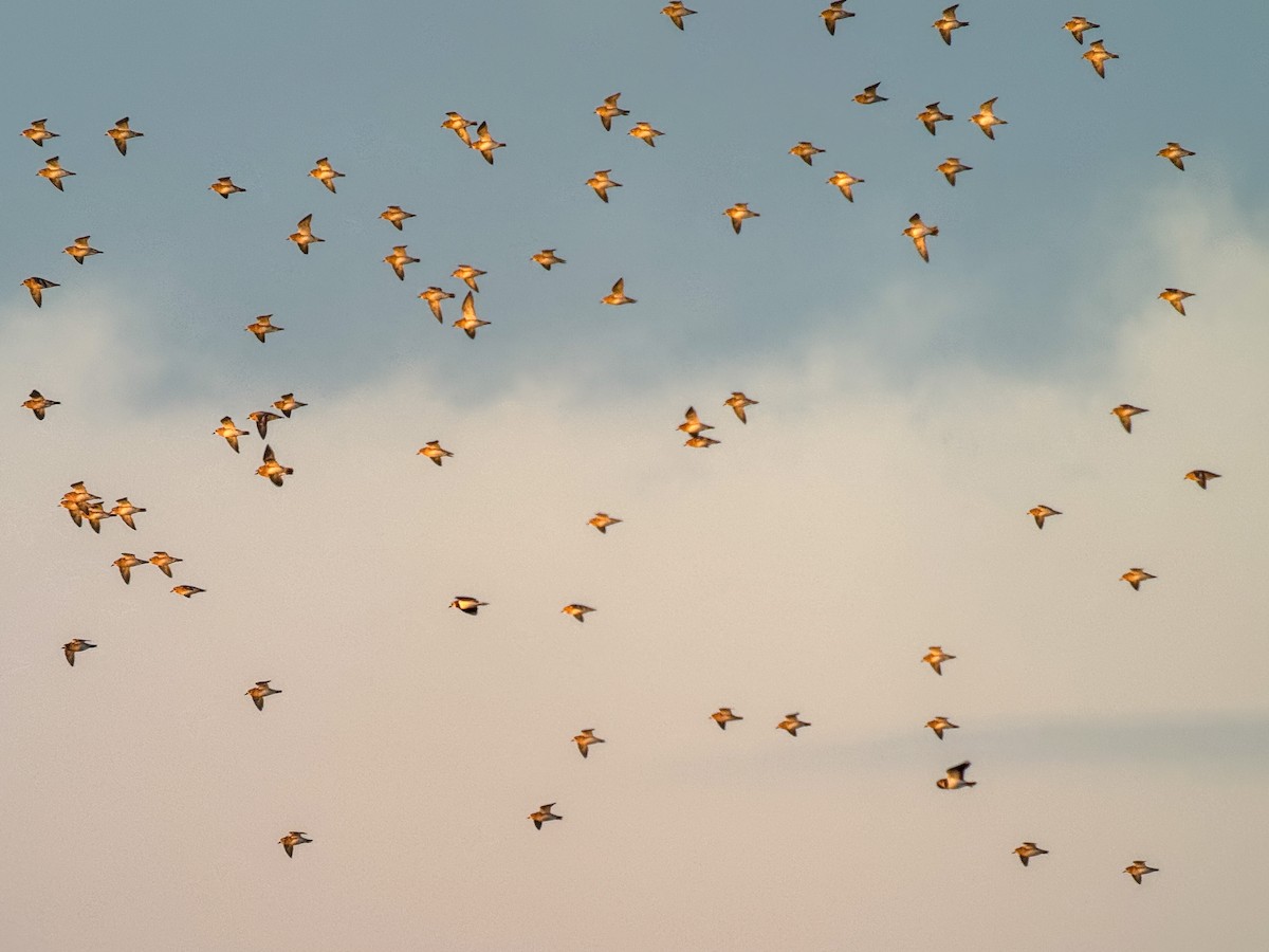 European Golden-Plover - ML628769271