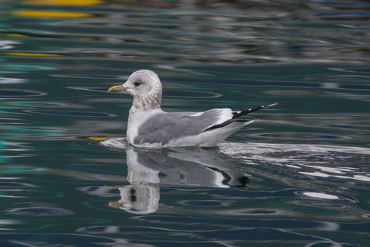 Common Gull - ML628769277