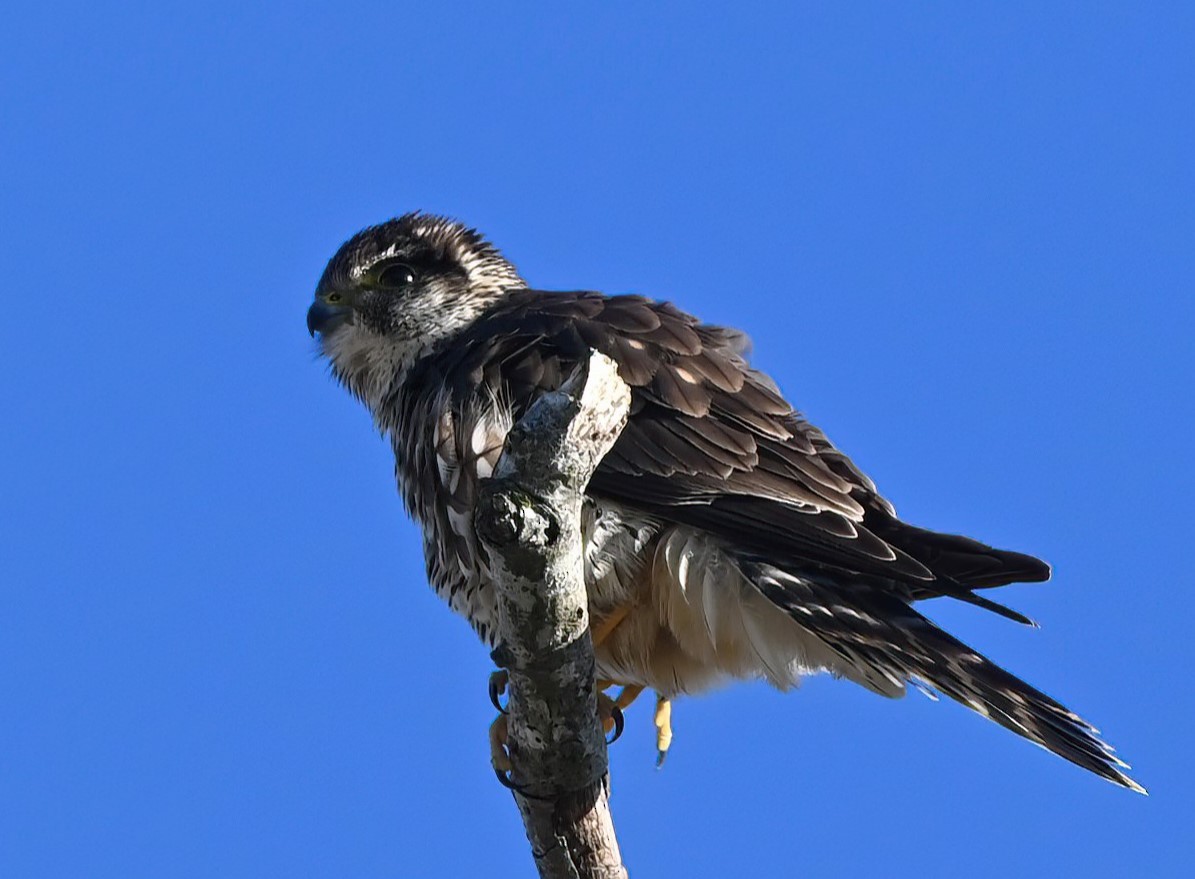 Merlin - ML628769291