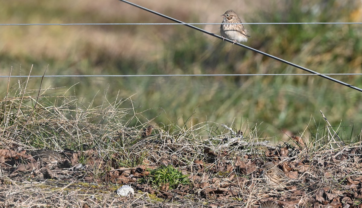 Vesper Sparrow - ML628769319