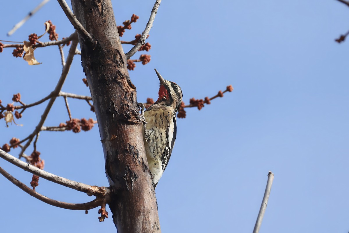 Yellow-bellied Sapsucker - ML628769330