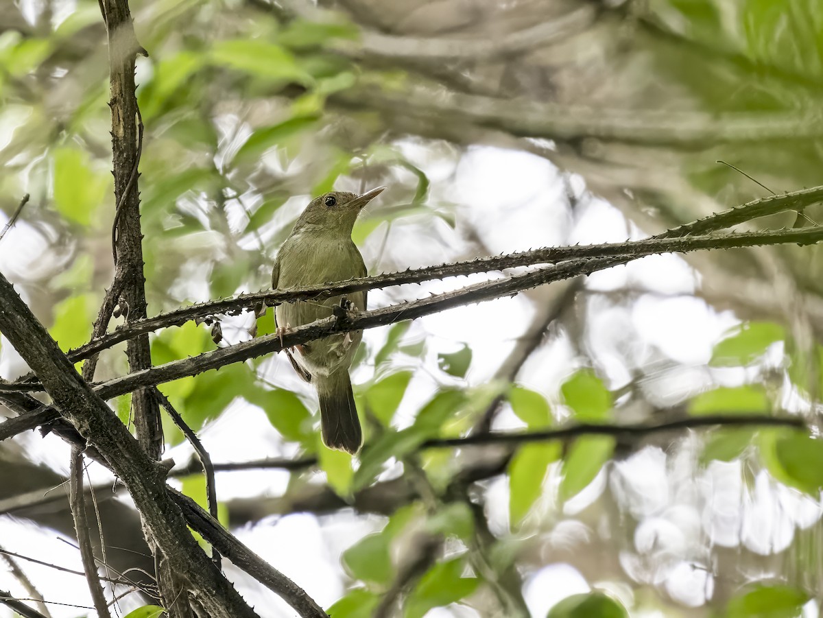Gray Longbill - ML628769380
