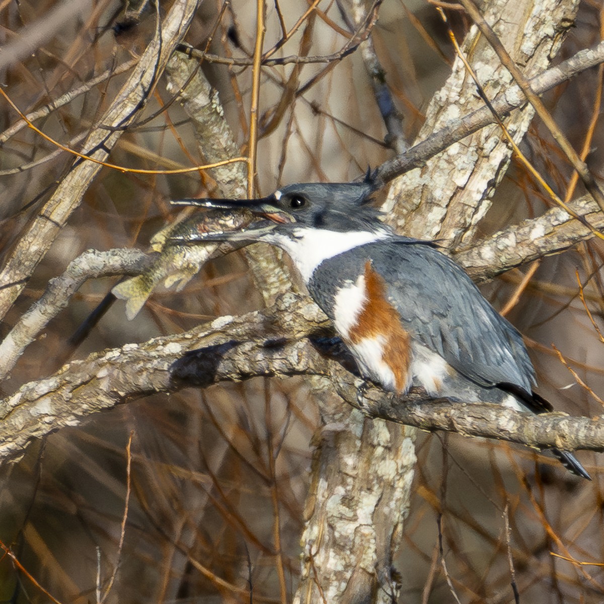 Belted Kingfisher - ML628769396