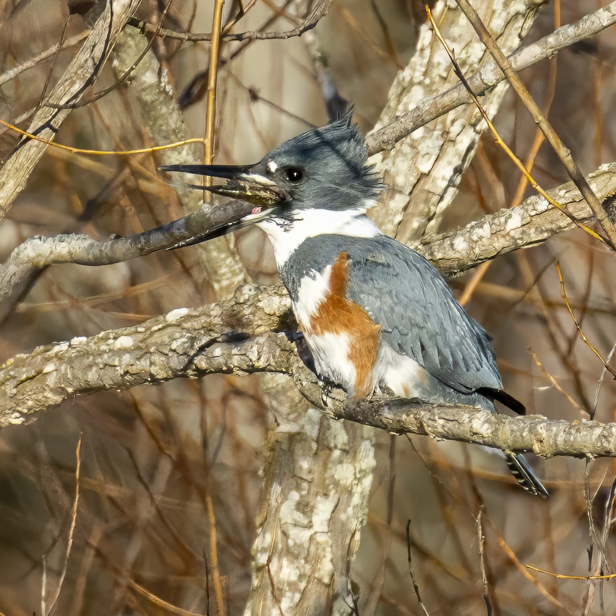 Belted Kingfisher - ML628769401