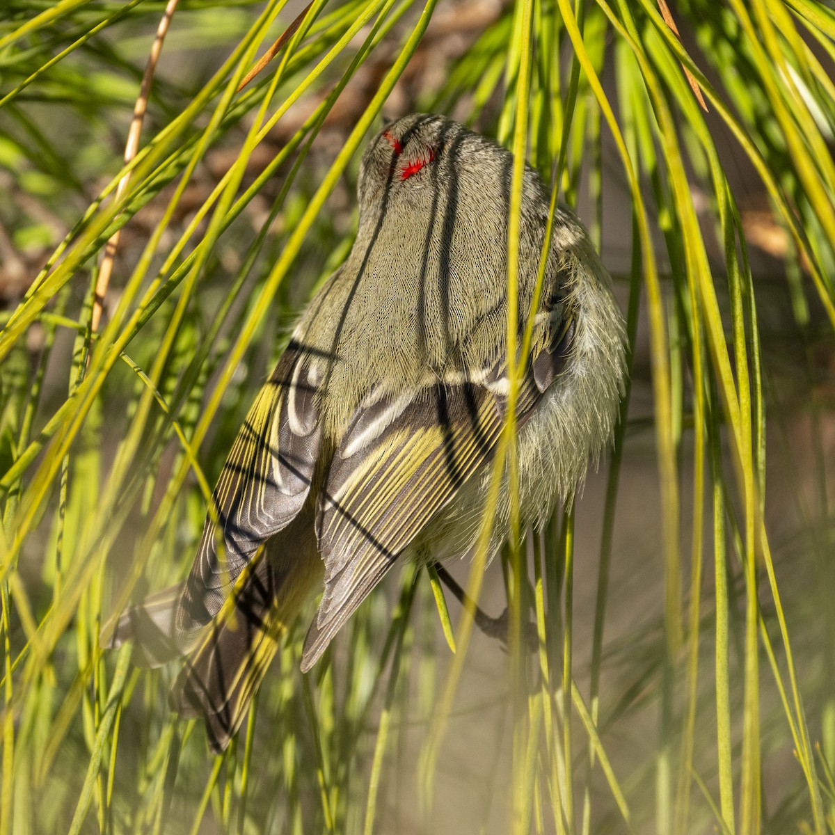 Ruby-crowned Kinglet - ML628769410