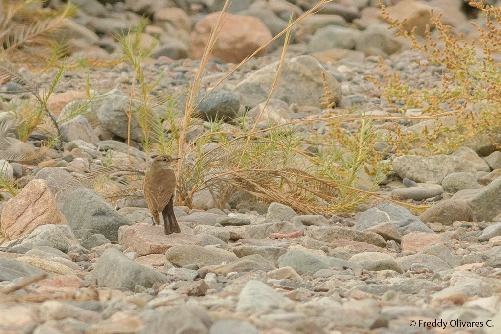 Spot-billed Ground-Tyrant - ML628769501