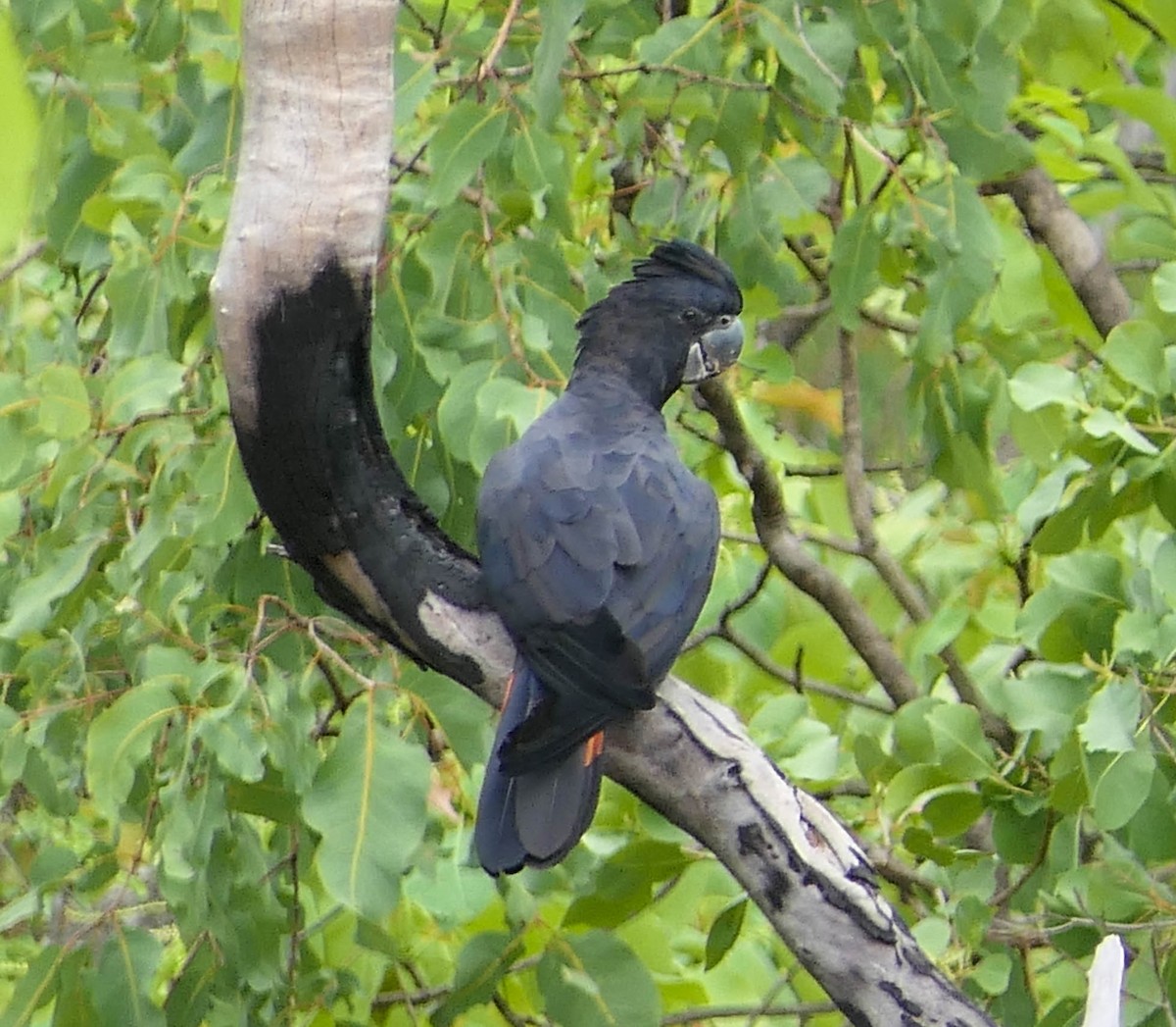 Red-tailed Black-Cockatoo - ML628769598