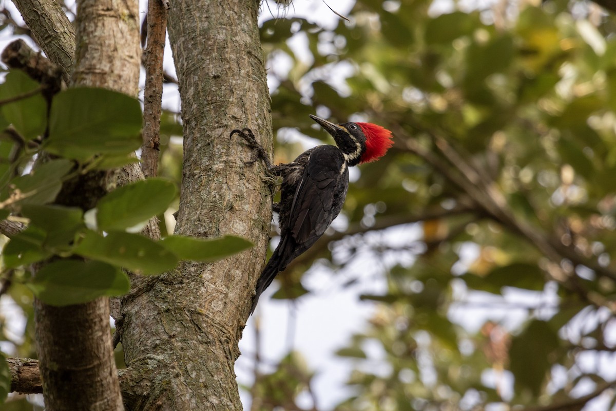 Lineated Woodpecker - ML628769663
