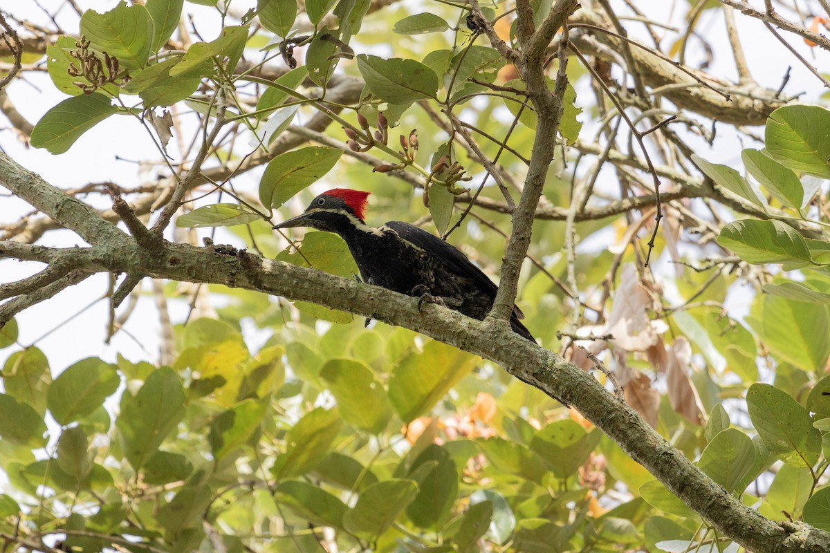 Lineated Woodpecker - ML628769664